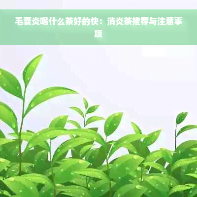 毛囊炎喝什么茶好的快：消炎茶推荐与注意事项