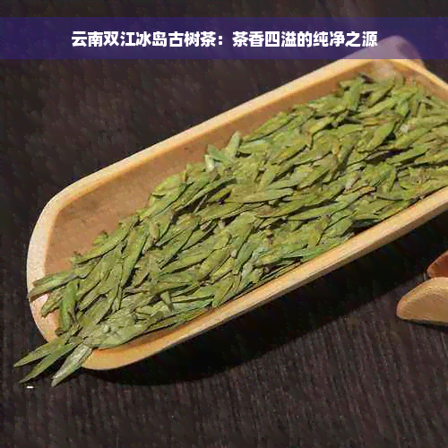 云南双江冰岛古树茶：茶香四溢的纯净之源