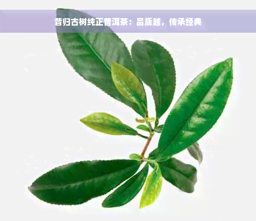 昔归古树纯正普洱茶：品质越，传承经典