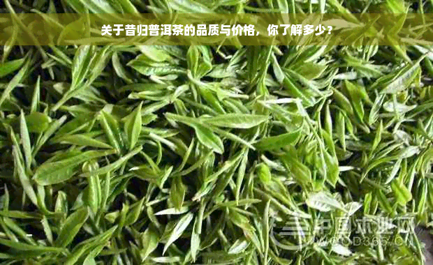 关于昔归普洱茶的品质与价格，你了解多少？