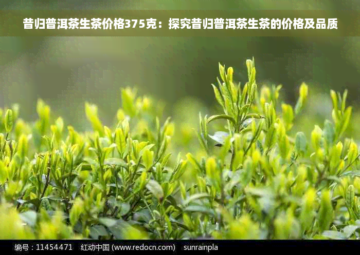 昔归普洱茶生茶价格375克：探究昔归普洱茶生茶的价格及品质