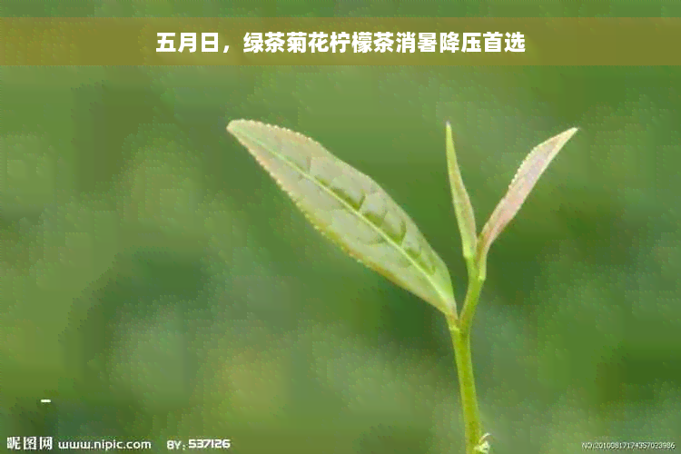 五月日，绿茶菊花柠檬茶消暑降压首选