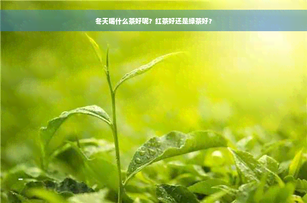 冬天喝什么茶好呢？红茶好还是绿茶好？