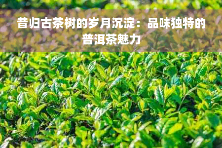 昔归古茶树的岁月沉淀：品味独特的普洱茶魅力