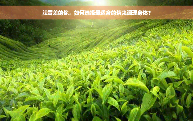 脾胃差的你，如何选择最适合的茶来调理身体？