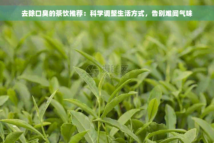 去除口臭的茶饮推荐：科学调整生活方式，告别难闻气味