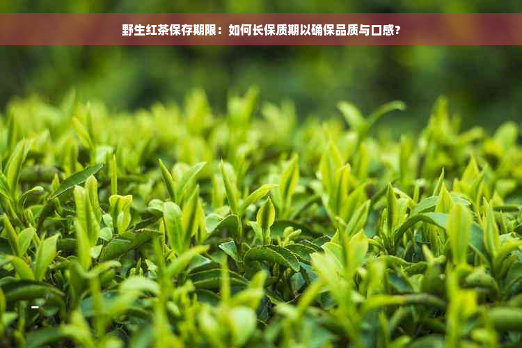 野生红茶保存期限：如何长保质期以确保品质与口感？