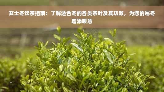 女士冬饮茶指南：了解适合冬的各类茶叶及其功效，为您的寒冬增添暖意