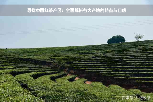 寻找中国红茶产区：全面解析各大产地的特点与口感