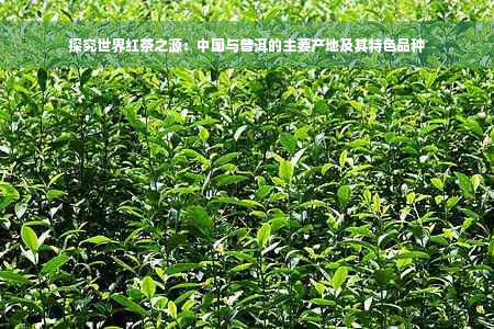 探究世界红茶之源：中国与普洱的主要产地及其特色品种