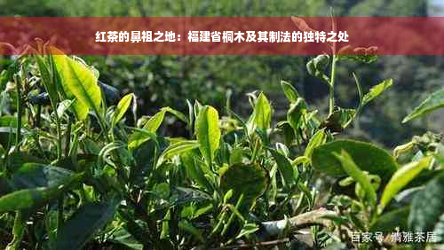 红茶的鼻祖之地：福建省桐木及其制法的独特之处