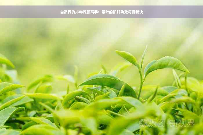自然界的排毒养颜高手：茶叶的护肝功效与健秘诀