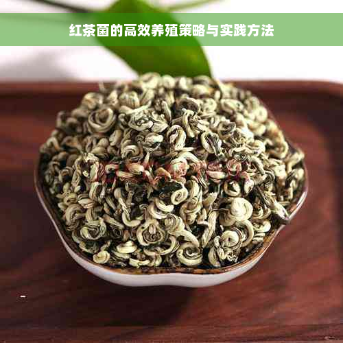 红茶菌的高效养殖策略与实践方法