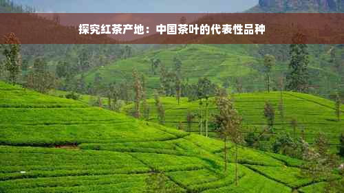 探究红茶产地：中国茶叶的代表性品种