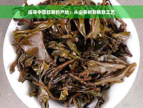 探寻中国红茶的产地：从山茶树到精致工艺