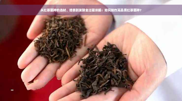 从红茶菌种的选材、培养到发酵全过程详解：如何制作高品质红茶菌种？