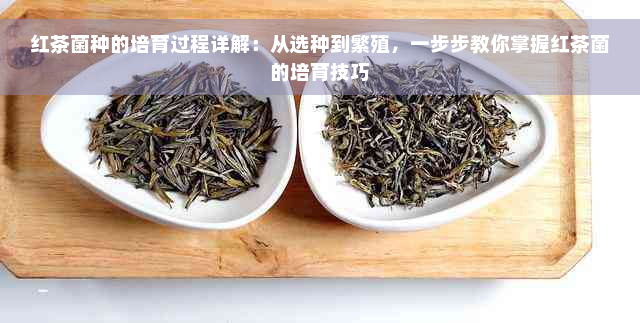 红茶菌种的培育过程详解：从选种到繁殖，一步步教你掌握红茶菌的培育技巧