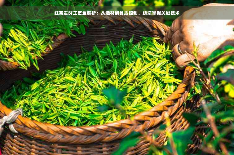 红茶发酵工艺全解析：从选材到品质控制，助您掌握关键技术