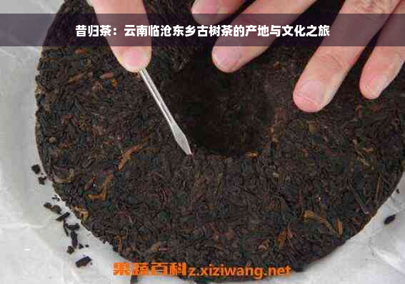 昔归茶：云南临沧东乡古树茶的产地与文化之旅