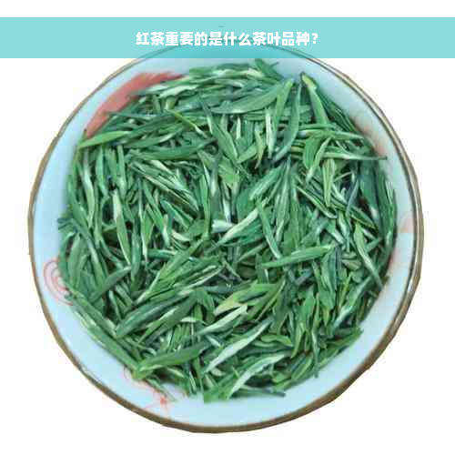 红茶重要的是什么茶叶品种？