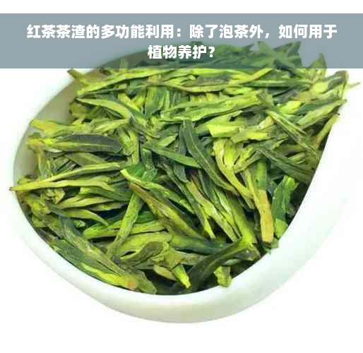 红茶茶渣的多功能利用：除了泡茶外，如何用于植物养护？