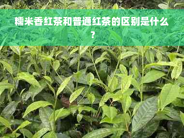 糯米香红茶和普通红茶的区别是什么？