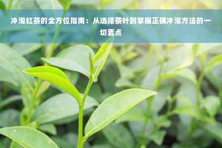 冲泡红茶的全方位指南：从选择茶叶到掌握正确冲泡方法的一切要点