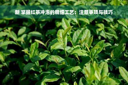 新 掌握红茶冲泡的精细工艺：注意事项与技巧