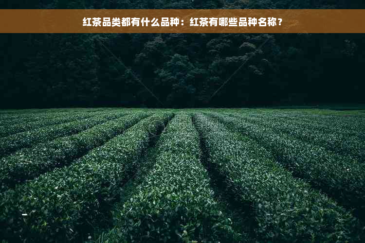 红茶品类都有什么品种：红茶有哪些品种名称？