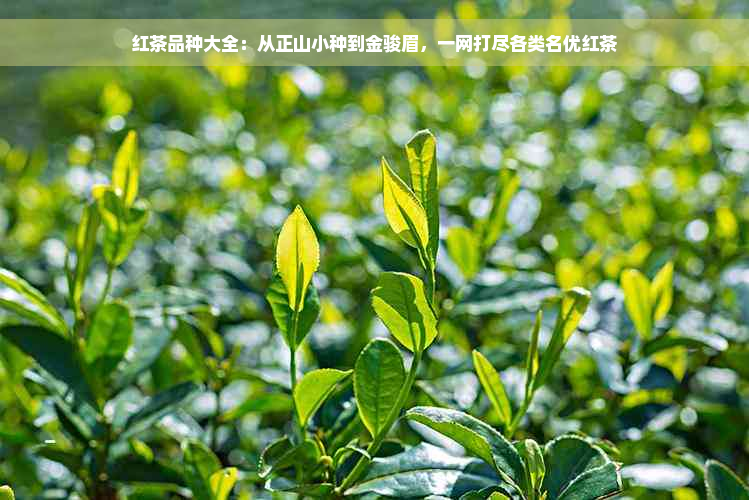 红茶品种大全：从正山小种到金骏眉，一网打尽各类名优红茶