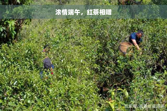 浓情端午，红茶相赠