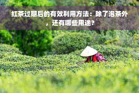 红茶过期后的有效利用方法：除了泡茶外，还有哪些用途？