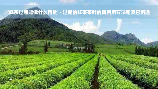 '红茶过期能做什么用处' - 过期的红茶茶叶的再利用方法和其它用途