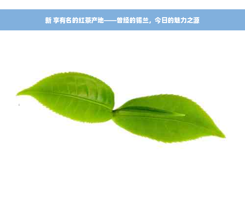 新 享有名的红茶产地——曾经的锡兰，今日的魅力之源