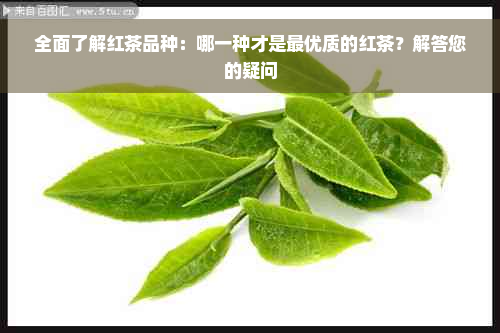 全面了解红茶品种：哪一种才是更优质的红茶？解答您的疑问