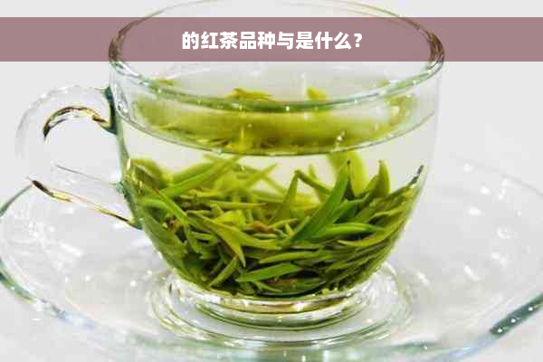 的红茶品种与是什么？