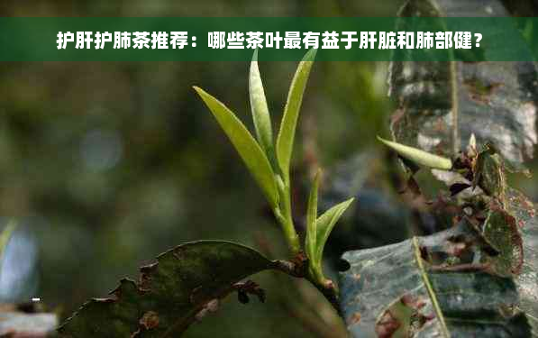 护肝护肺茶推荐：哪些茶叶最有益于肝脏和肺部健？