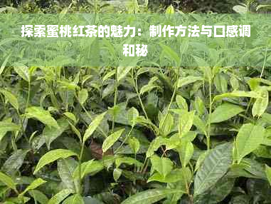 探索蜜桃红茶的魅力：制作方法与口感调和秘