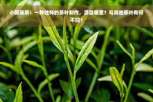 小稀藤茶：一种独特的茶叶制作，源自哪里？与其他茶叶有何不同？