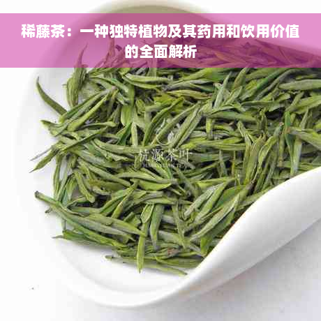 稀藤茶：一种独特植物及其药用和饮用价值的全面解析