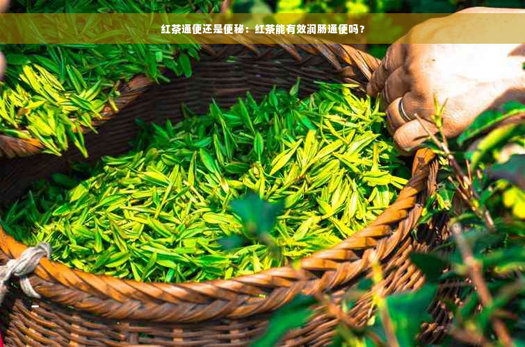 红茶通便还是便秘：红茶能有效润肠通便吗？