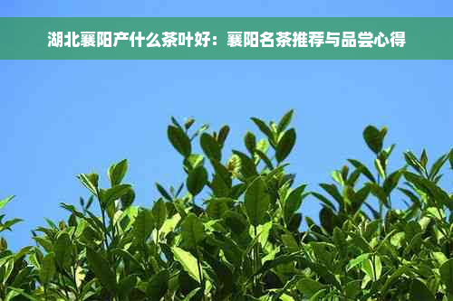 湖北襄阳产什么茶叶好：襄阳名茶推荐与品尝心得