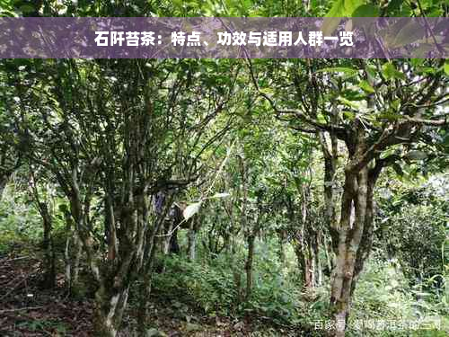 石阡苔茶：特点、功效与适用人群一览