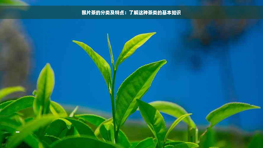 猴片茶的分类及特点：了解这种茶类的基本知识