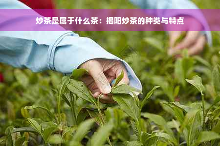 炒茶是属于什么茶：揭阳炒茶的种类与特点