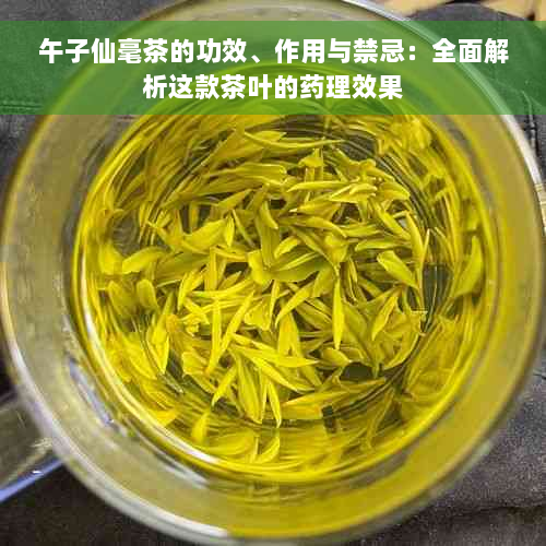 午子仙毫茶的功效、作用与禁忌：全面解析这款茶叶的药理效果