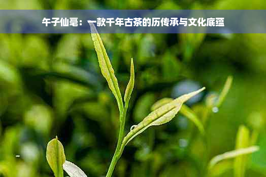 午子仙毫：一款千年古茶的历传承与文化底蕴