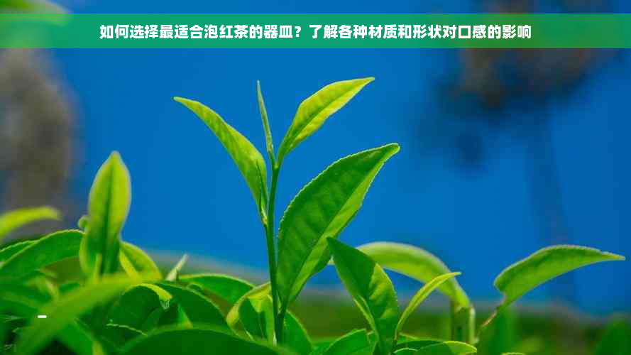 如何选择最适合泡红茶的器皿？了解各种材质和形状对口感的影响