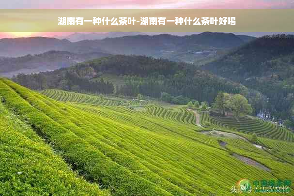 湖南有一种什么茶叶-湖南有一种什么茶叶好喝