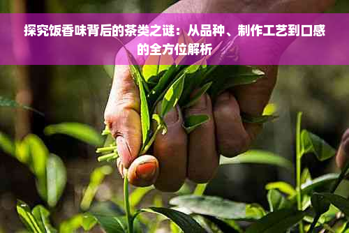 探究饭香味背后的茶类之谜：从品种、制作工艺到口感的全方位解析